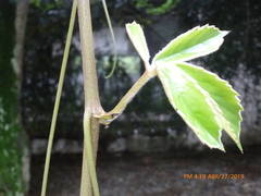 Tetrastigma voinierianum