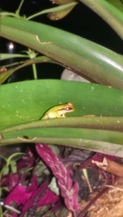 Pristimantis omeviridis