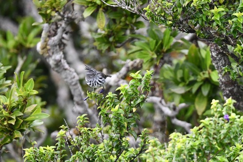 Juan Fernandez Tit-Tyrant (Anairetes fernandezianus)