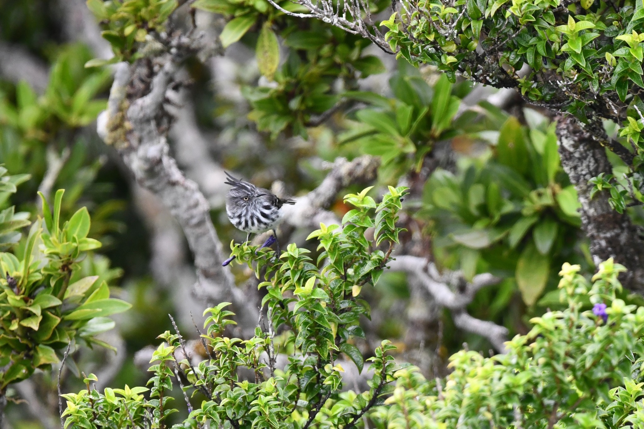 Juan Fernandez Tit-Tyrant (Anairetes fernandezianus), photo 1
