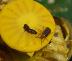 Galerucella nymphaeae