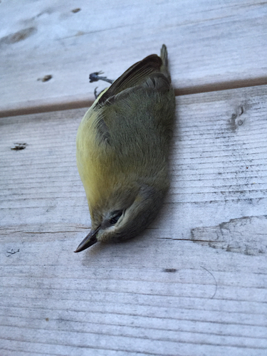Vireo philadelphicus