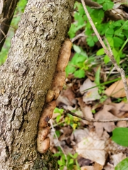 Skeletocutis semipileata