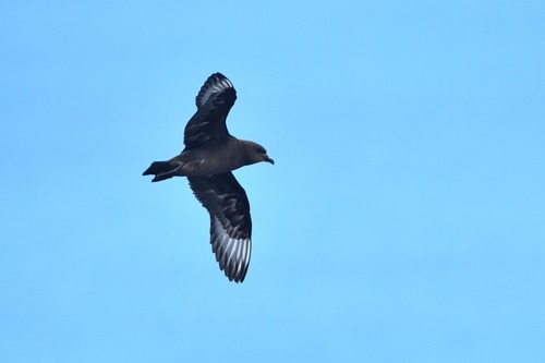 Chilean Kermadec Petrel