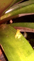 Pristimantis omeviridis