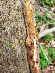 Skeletocutis semipileata