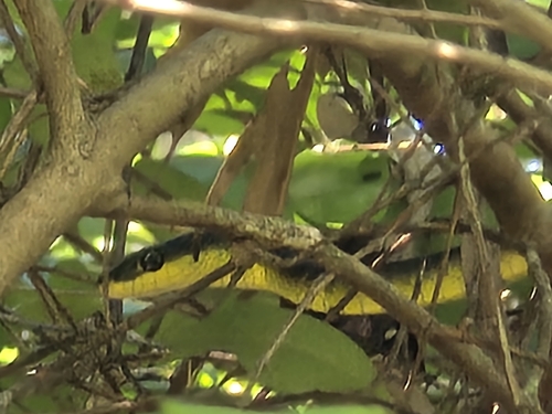 Common Tree Snake sighting