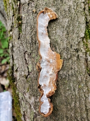 Skeletocutis semipileata