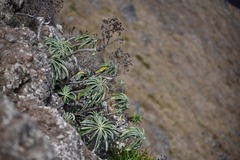 Sonchus pruinatus, photograph Flavien Saboureau, CC BY, iNaturalist via GBIF