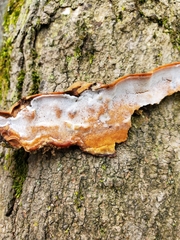 Skeletocutis semipileata