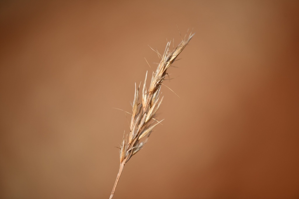 Danthonia malacantha
