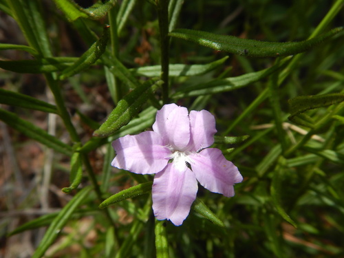Coopernookia barbata (Coopernookia barbata)