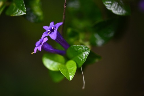 Rhaphithamnus venustus