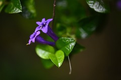 Rhaphithamnus venustus