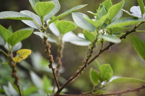 Boehmeria excelsa