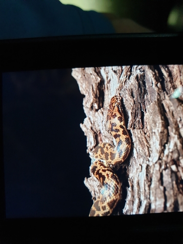 Spotted Python sighting