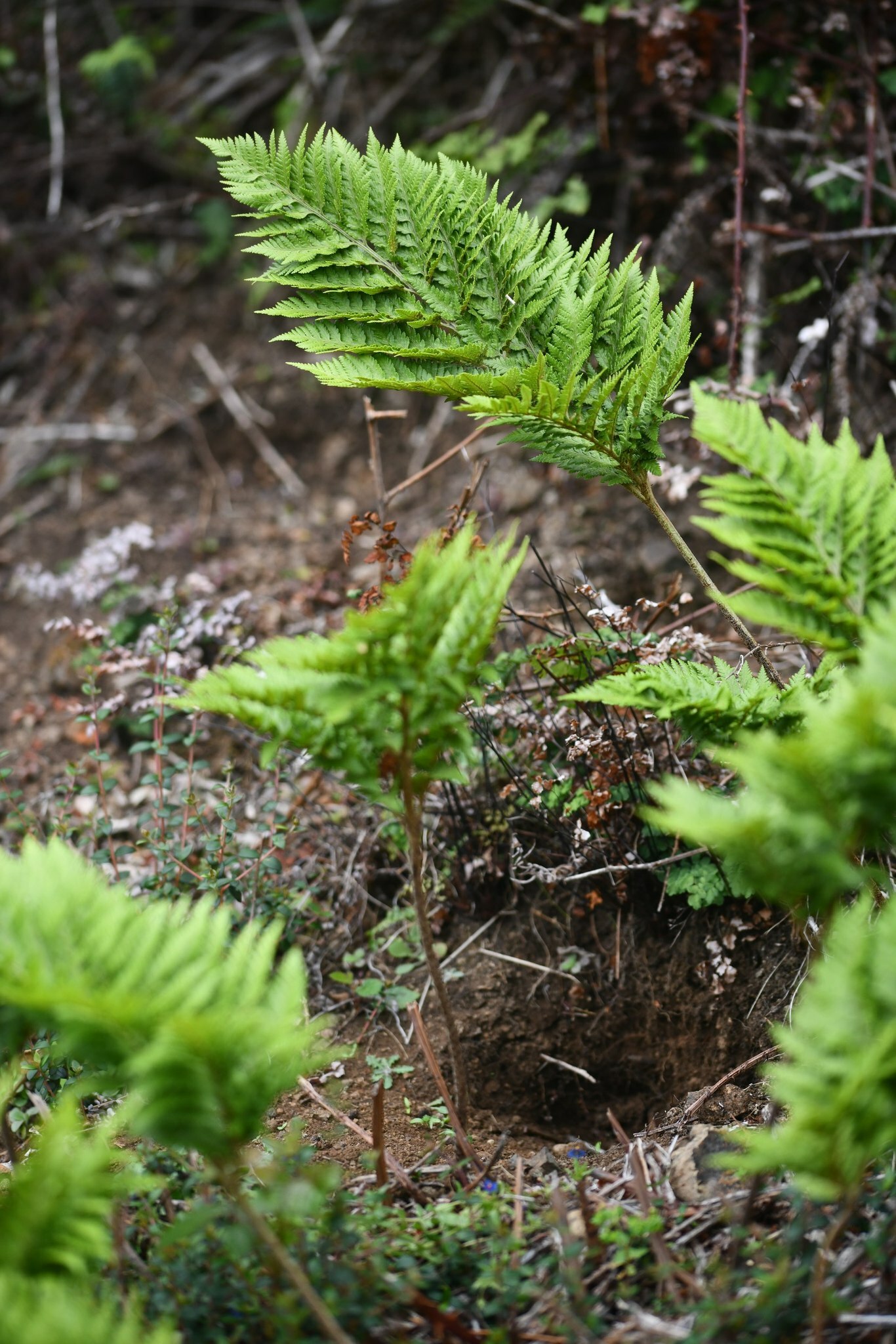 Rumohra berteroana