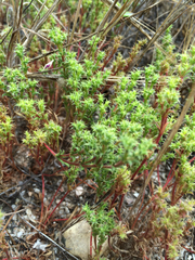 Lastarriaea coriacea