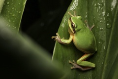 Common Chinese Treefrog photo 4