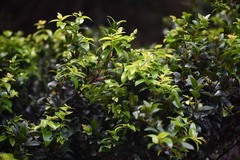 Chile sandalwood (Nothomyrcia fernandeziana)