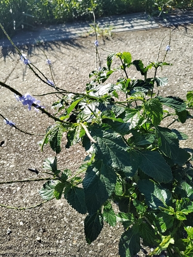 Blue Porterweed
