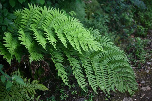 Megalastrum inaequalifolium observed 2024-02-24