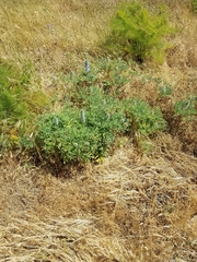 Lupinus microcarpus microcarpus