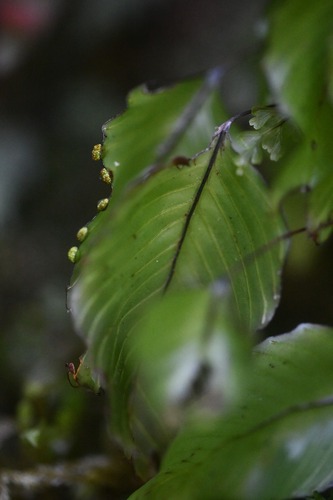 Hymenophyllum cruentum, photograph 5