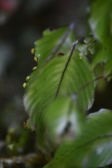 Hymenophyllum cruentum, photograph Flavien Saboureau, CC BY, iNaturalist via GBIF