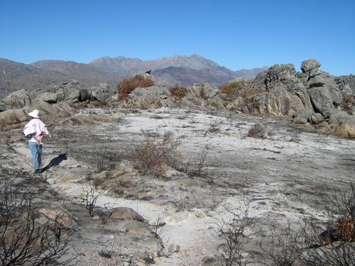 Image of Mountain Sambreeltjie by (c) Diana Studer, some rights reserved (CC BY)