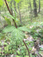 Rubus idaeus strigosus