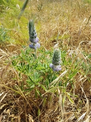 Lupinus microcarpus microcarpus