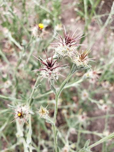 Centaurea melitensis