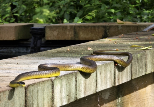 Common Tree Snake sighting