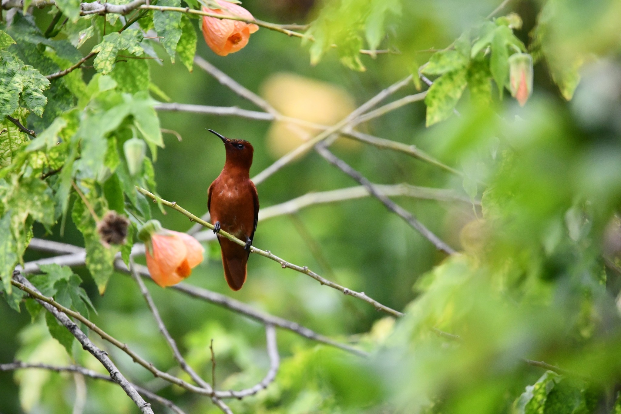Juan Fernandez Firecrown (Sephanoides fernandensis), photo 3