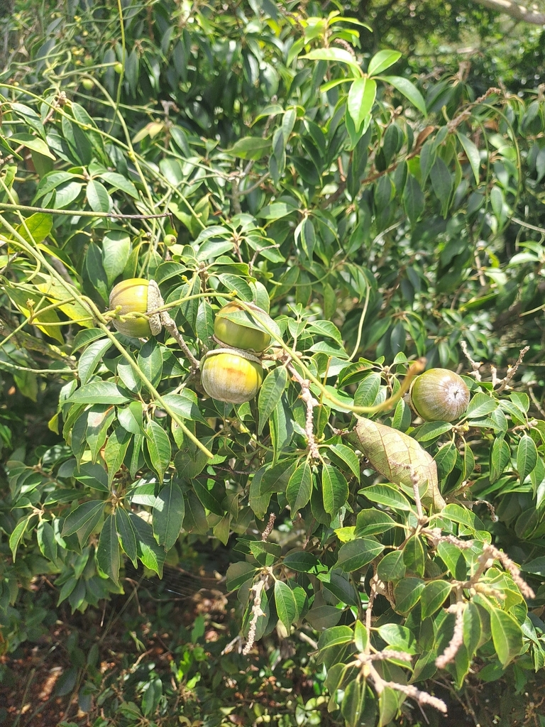 Taiwan Rock Oak in September 2023 by kcss · iNaturalist