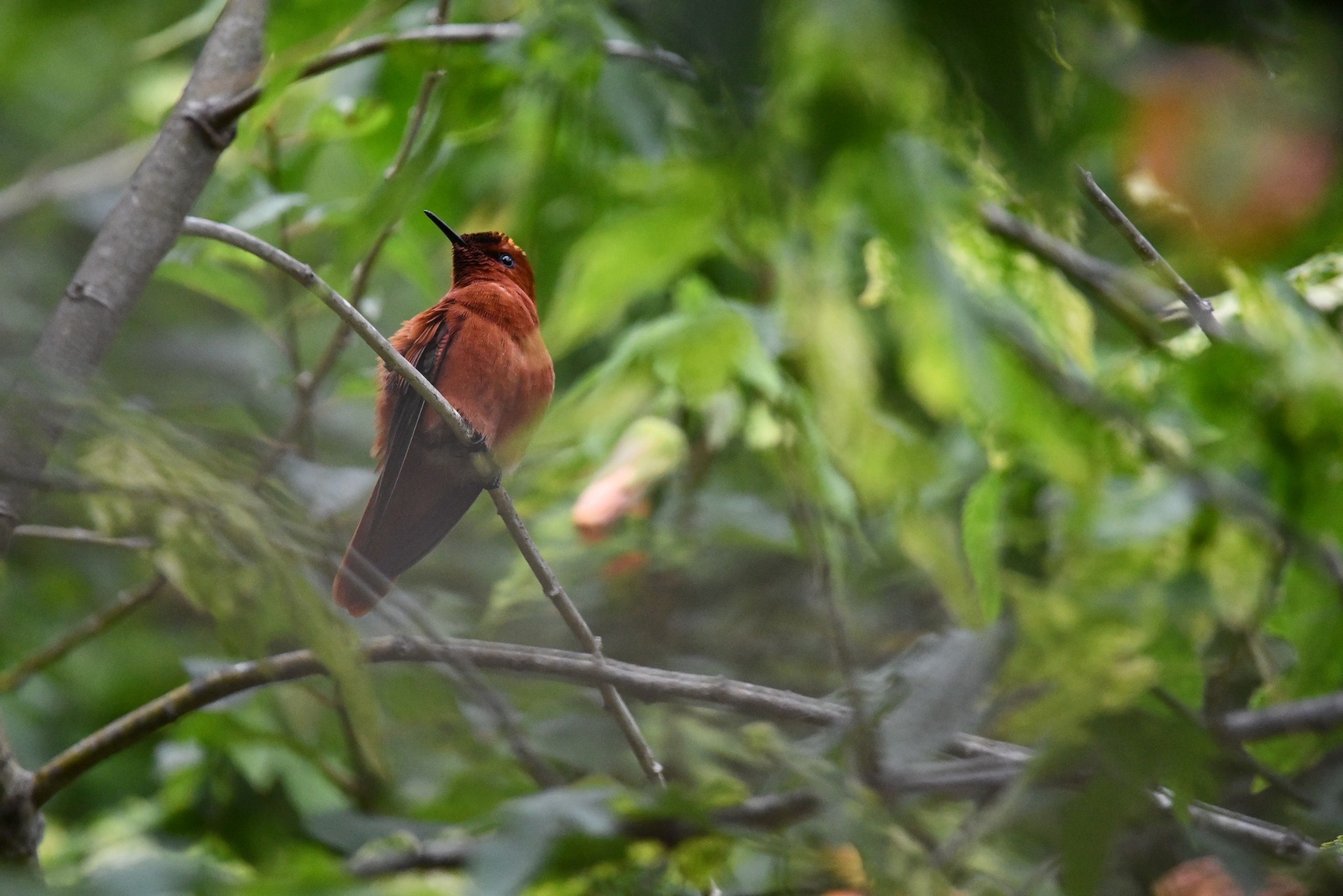 Juan Fernandez Firecrown (Sephanoides fernandensis), photo 4