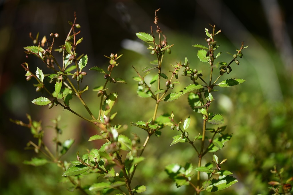 Haloragis masatierrana (Haloragis masatierrana)