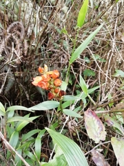 Elleanthus aurantiacus
