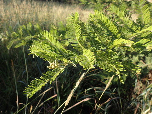 Image of Vachellia rehmanniana by (c) Mahomed Desai, some rights reserved (CC BY)