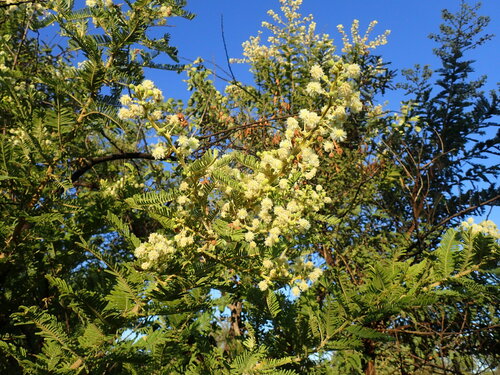 Vachellia rehmanniana, photograph 6