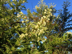 Vachellia rehmanniana, photograph (c) Mahomed Desai, some rights reserved (CC BY)
