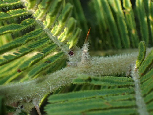 Image of Vachellia rehmanniana by (c) Mahomed Desai, some rights reserved (CC BY)