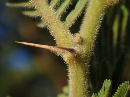 Vachellia rehmanniana, photograph 5