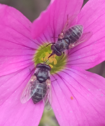 Hyperusia transvaalensis