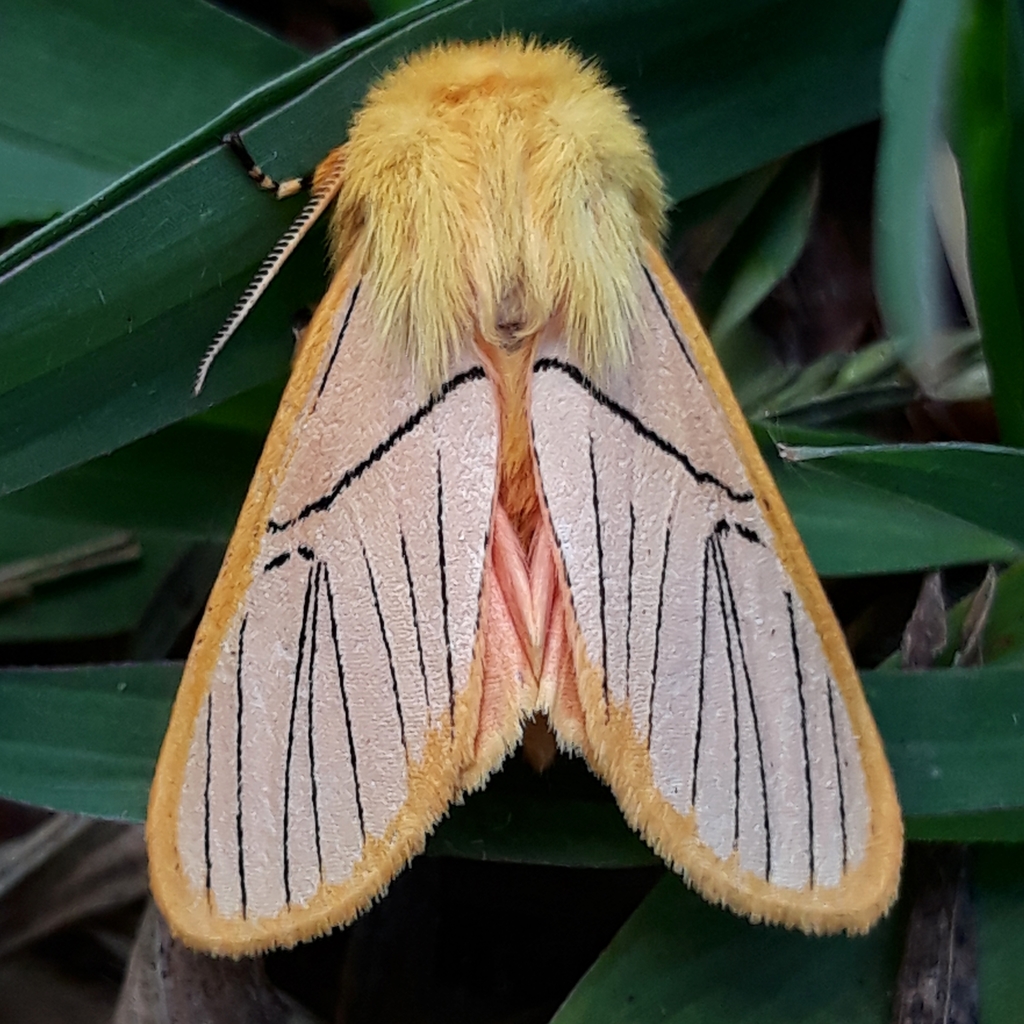 Neidalia orientalis