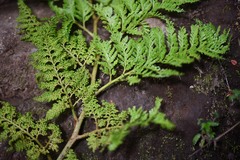 Chilean Tree Fern (Thyrsopteris)