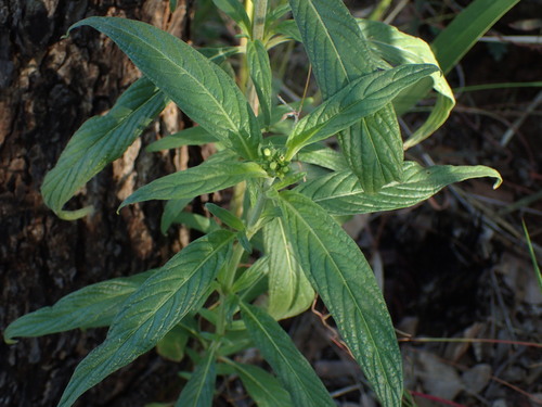 Image of Pentas Angustifolia (Pentas angustifolia) by (c) Mahomed Desai, some rights reserved (CC BY)