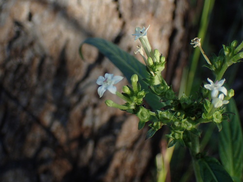 Image of Pentas Angustifolia (Pentas angustifolia) by (c) Mahomed Desai, some rights reserved (CC BY)