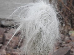 Cephalocereus senilis